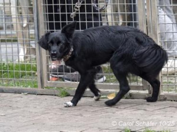 Aurora ist eine fröhliche Hündin