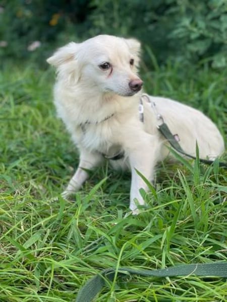 EMY 💚💚💚 sucht Für-immer-Zuhause