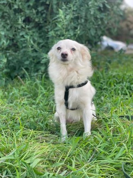 EMY 💚💚💚 sucht Für-immer-Zuhause