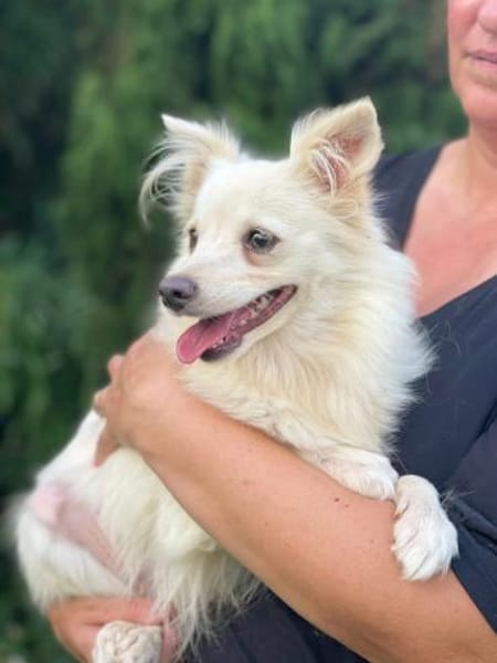 EMY 💚💚💚 sucht Für-immer-Zuhause