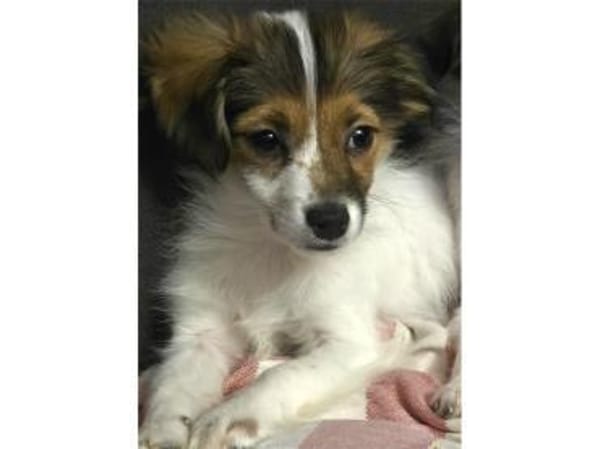 Lissie - wartet in 97440 Werneck