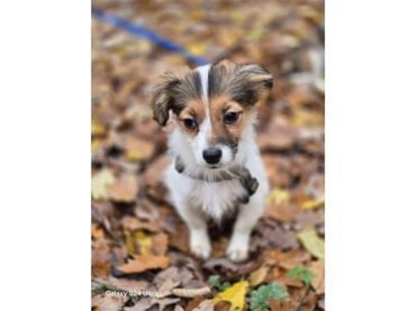 Lissie - wartet in 97440 Werneck