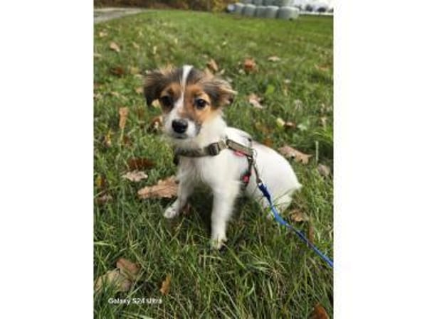 Lissie - wartet in 97440 Werneck