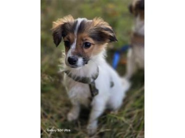 Lissie - wartet in 97440 Werneck