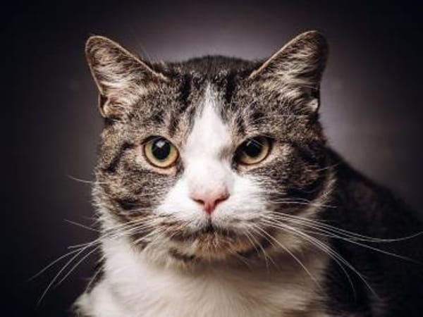 BIBO-hübscher, netter Kater