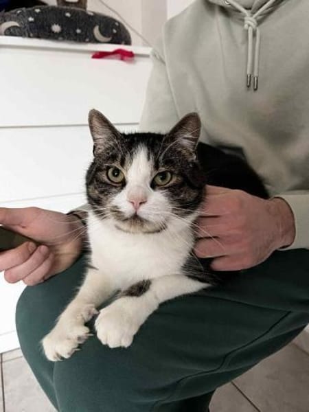 BIBO-hübscher, netter Kater