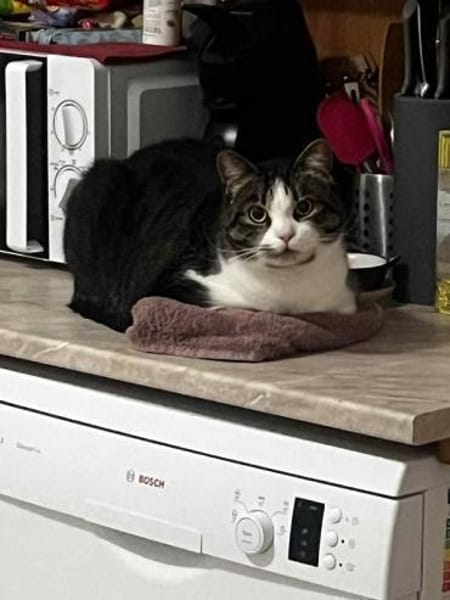 BIBO-hübscher, netter Kater