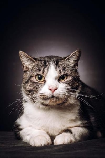 BIBO-hübscher, netter Kater