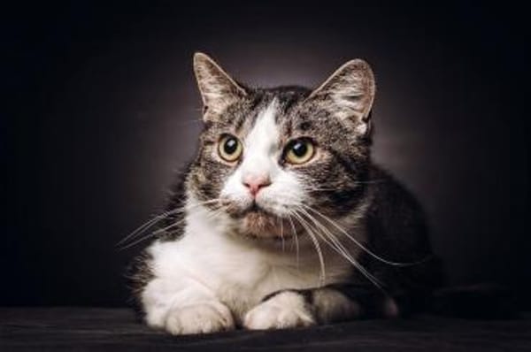 BIBO-hübscher, netter Kater