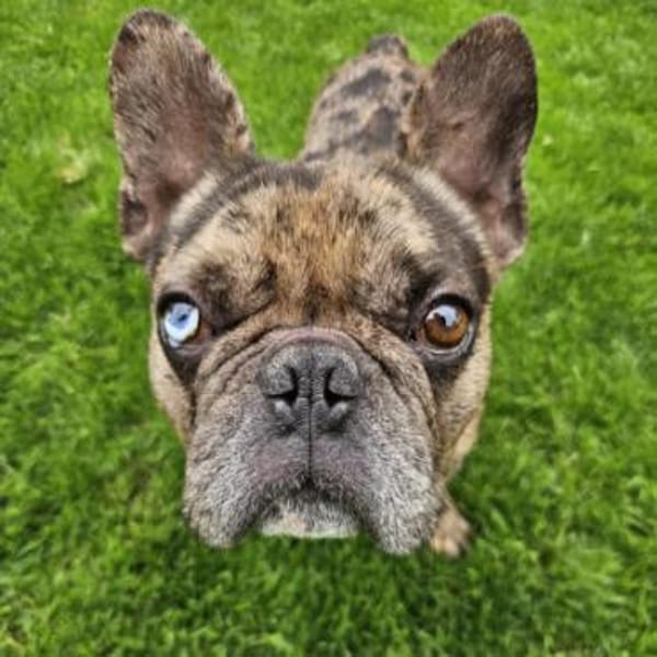 Heros1 sucht ein Zuhause