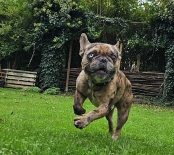 Heros1 sucht ein Zuhause