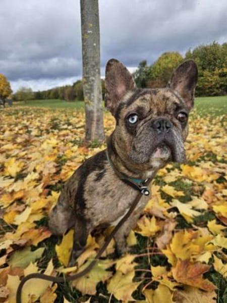 Heros1 sucht ein Zuhause