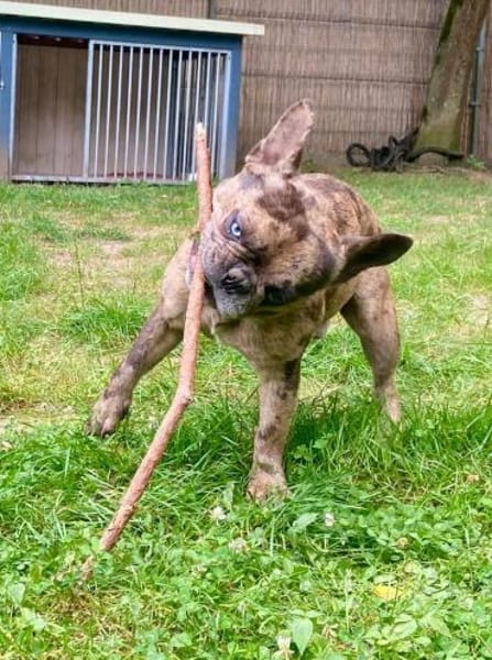 Heros1 sucht ein Zuhause