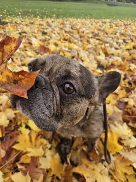 Heros1 sucht ein Zuhause