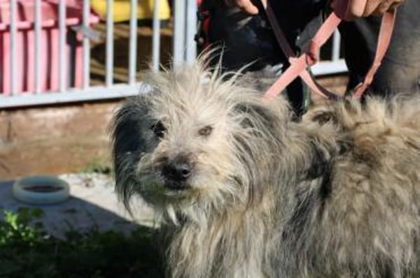 Irmo - hübscher Wuschelrüde