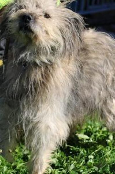 Irmo - hübscher Wuschelrüde