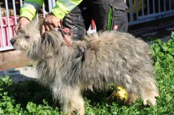 Irmo - hübscher Wuschelrüde