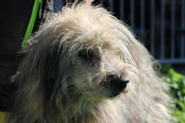 Irmo - hübscher Wuschelrüde