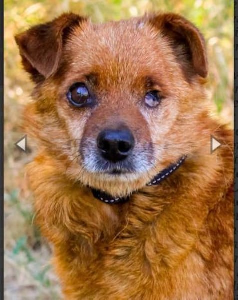 Moritz, freundl. kleiner Rüde