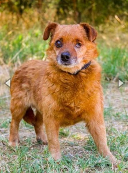 Moritz, freundl. kleiner Rüde