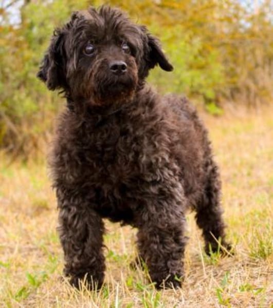 Leon, blinder ganz lieber Rüde