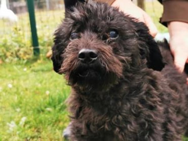 Leon, blinder ganz lieber Rüde