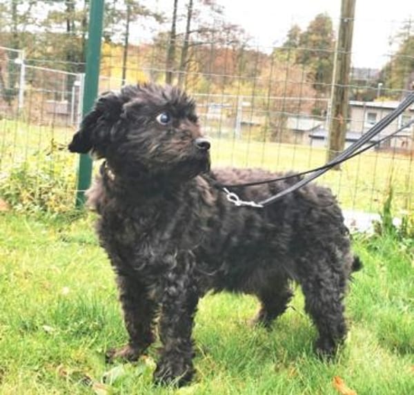 Leon, blinder ganz lieber Rüde