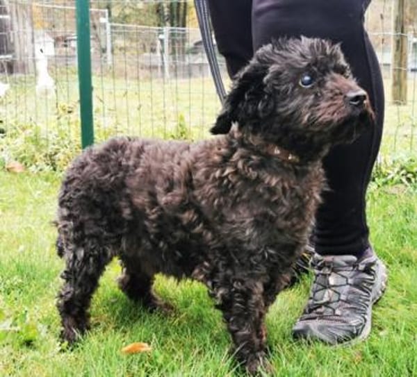 Leon, blinder ganz lieber Rüde