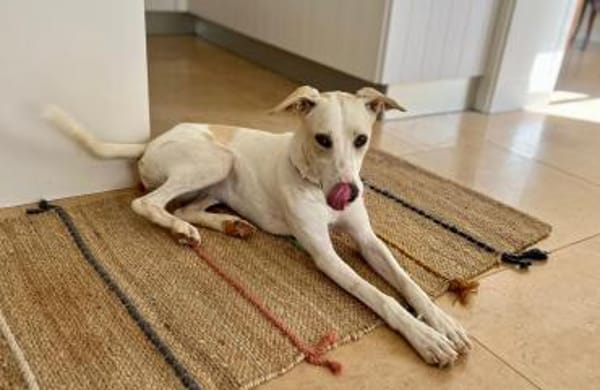 Nancy sucht ein Zuhause von D aus