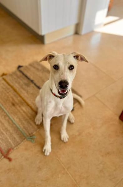 Nancy sucht ein Zuhause von D aus