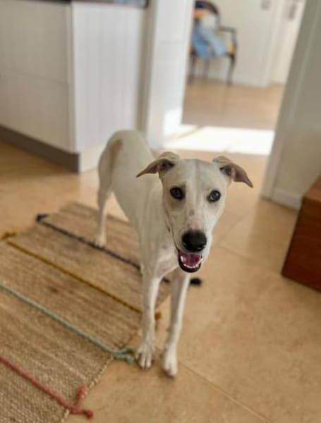 Nancy sucht ein Zuhause von D aus