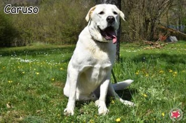 CARUSO
