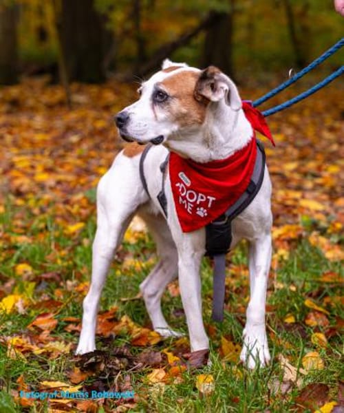 LUCERA-SPORTLICHE,LEBENSFROHE HÜNDIN