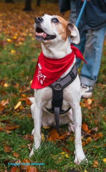 LUCERA-SPORTLICHE,LEBENSFROHE HÜNDIN