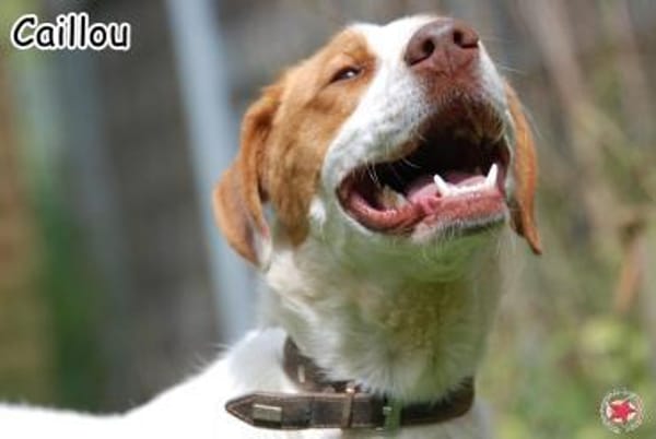 CAILLOU