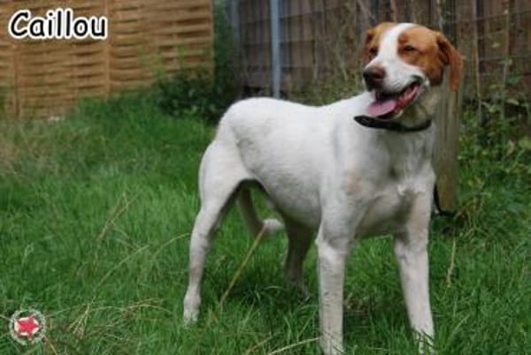 CAILLOU