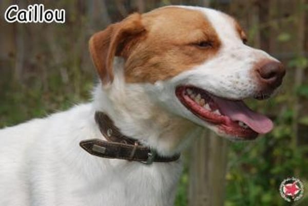 CAILLOU