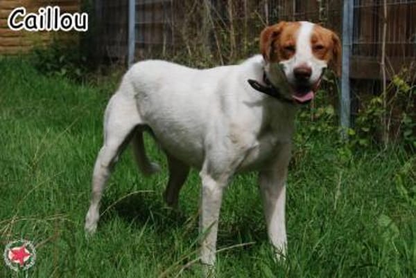 CAILLOU