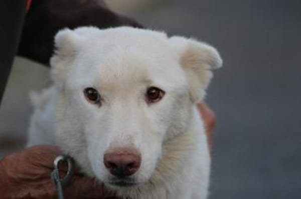 Sibi - sehr lieb u. anhänglich