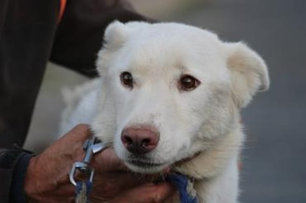 Sibi - sehr lieb u. anhänglich