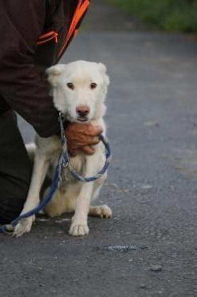 Sibi - sehr lieb u. anhänglich