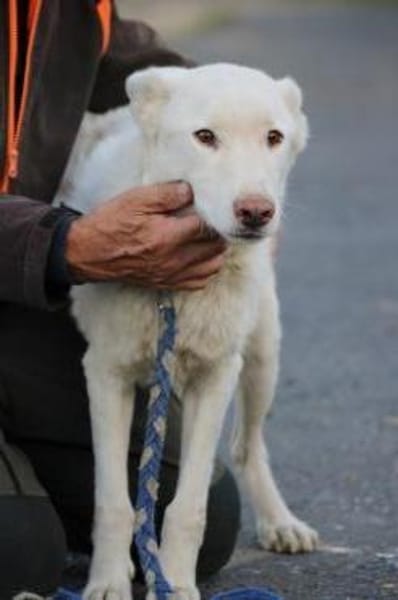 Sibi - sehr lieb u. anhänglich