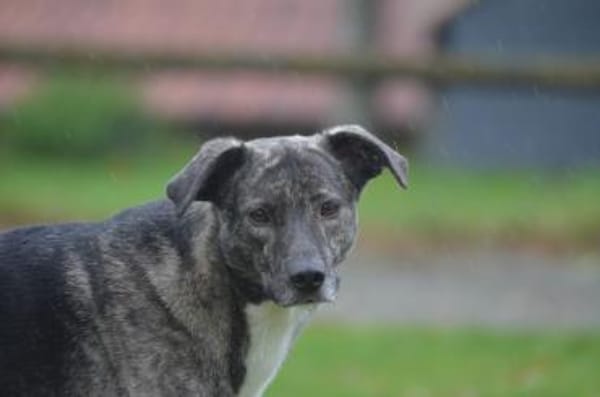 Siri wartet in 21789 Wingst