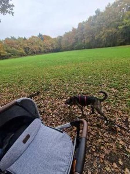 Siri wartet in 21789 Wingst