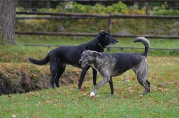 Siri wartet in 21789 Wingst