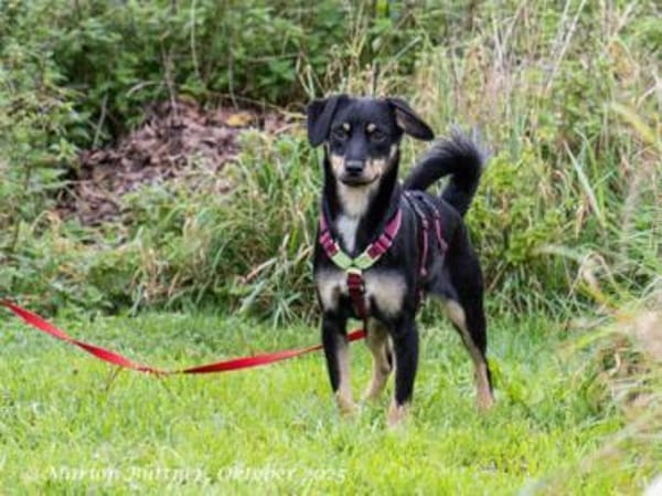 Diva ist pflegeleicht