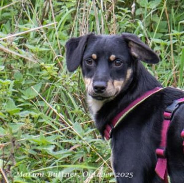 Diva ist pflegeleicht