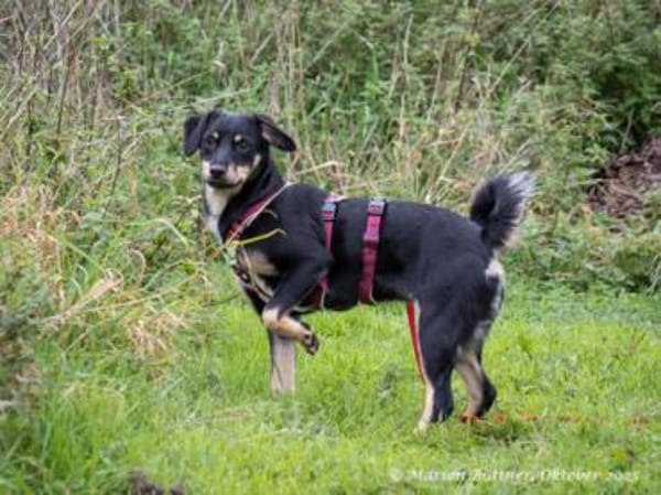 Diva ist pflegeleicht