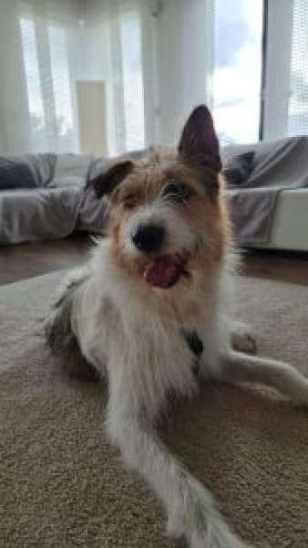 Milka 54 cm (Pflegestelle)