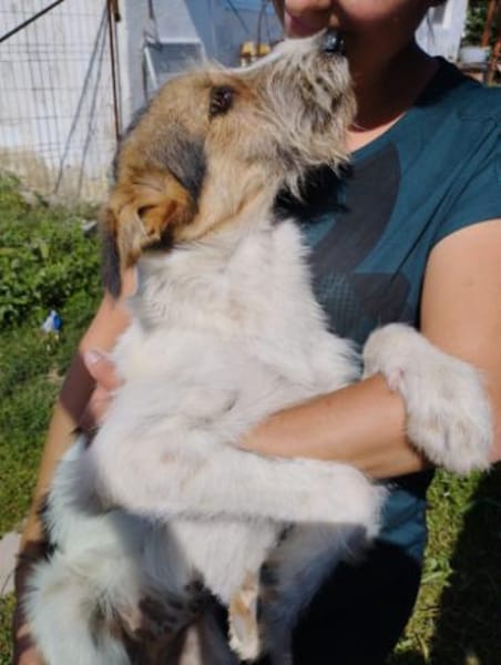 Milka 54 cm (Pflegestelle)